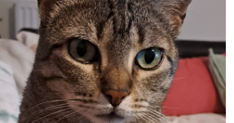 daniela pet sitter à LE TAILLAN MEDOC 33320_2