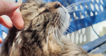 virginie pet sitter à ST MARTIN DE SEIGNANX 40390_3