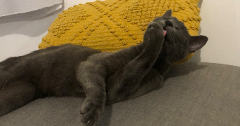 léa pet sitter à LE HAVRE 76620_1