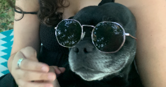 kamelia pet sitter à VENISSIEUX 69200_1