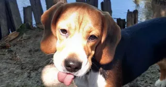aurelie pet sitter à COURTOMER 77390