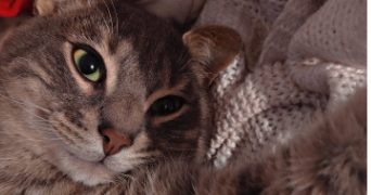alicia pet sitter à CASTRES 81100_0