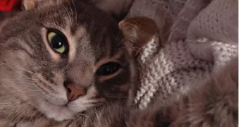 alicia pet sitter à CASTRES 81100