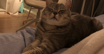 nika pet sitter à RUEIL MALMAISON 92500_2
