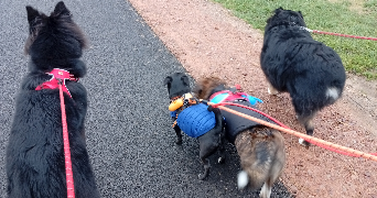 audrey  pet sitter à ST AUBIN CELLOVILLE 76520_3