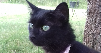 Emilie pet sitter à LE MANS 72220_0