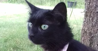 Emilie pet sitter à LE MANS 72220