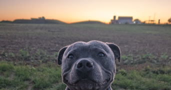 anna pet sitter à AUMETZ 57710_7