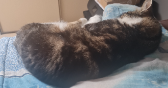 delphine pet sitter à ORVILLERS SOREL 60490_3
