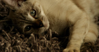 hakim pet sitter à CASTRES 81100_1