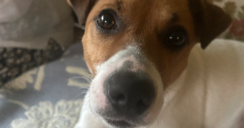 faustine pet sitter à Belfort 90000_1