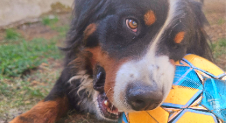 aurore pet sitter à VIERZON 18100_3