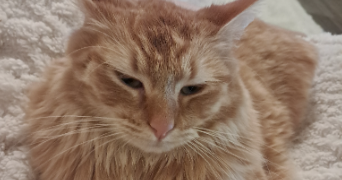 alice pet sitter à La Celle-sous-Gouzon 23230_0
