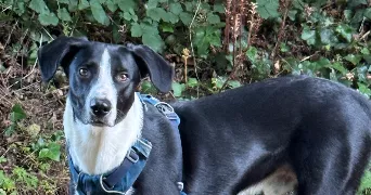 kelly pet sitter à ST BRIEUC 22000
