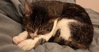 laura pet sitter à ANNECY 74000_1