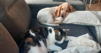 sophie pet sitter à TREGLAMUS 22540_2