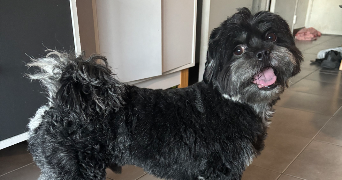 sophie pet sitter à NICE 06000_5