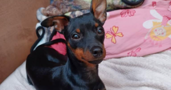 marina pet sitter à MONS EN BAROEUL 59370_3