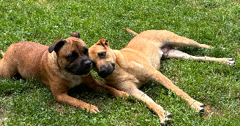 floriana pet sitter à POLLIONNAY 69290_6