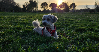 dellia pet sitter à MARSEILLE 13 13013_4