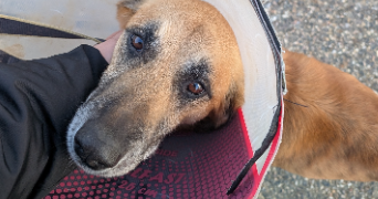 flavie pet sitter à CHAMPENOUX 54280_6