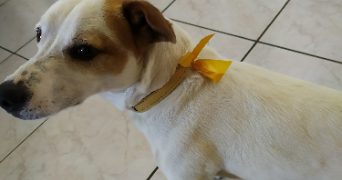 aurelie pet sitter à PARCAY MESLAY 37210_2