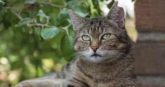 melissa pet sitter à VILLENEUVE D ASCQ 59650_0