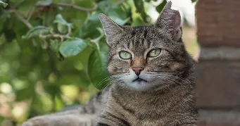 melissa pet sitter à VILLENEUVE D ASCQ 59650