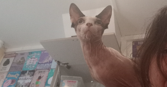 juliette pet sitter à ISSY LES MOULINEAUX 92130_2