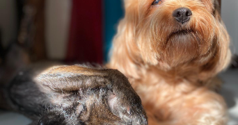 rubeiry pet sitter à RENNES 35000_1