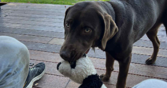 cecile pet sitter à PARIS 04 75004_2