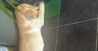 nabiya pet sitter à GRAND AIGUEBLANCHE 73260_4