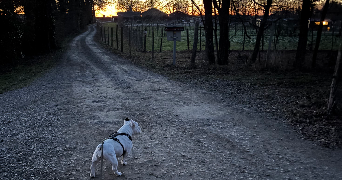 deborah pet sitter à Isle 87170_3