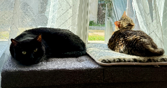 julie pet sitter à Vignely 77450_1