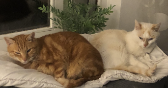 audrey pet sitter à PIERRE BENITE 69310_1