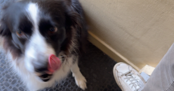 imane pet sitter à NANCY 54000_3