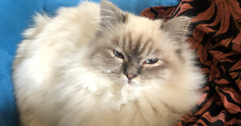 camille pet sitter à BORDEAUX 33100_2