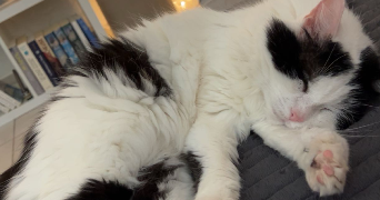 bollini pet sitter à HAYANGE 57700_2