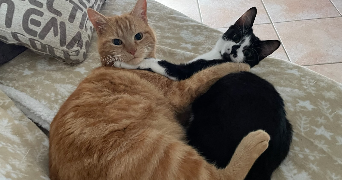 claire pet sitter à ANGERS 49000_6