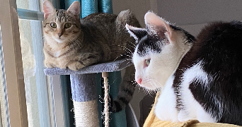 rachida cat sitter à VERSAILLES 78000_0