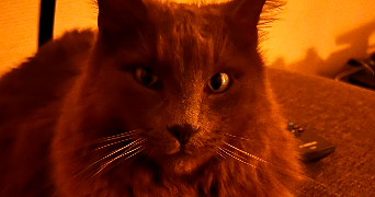 colleen pet sitter à ST JEAN DE MAURIENNE 73300_1