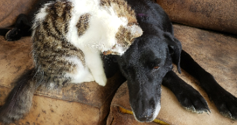 lou-anne pet sitter à TALLARD 05130_2