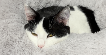 léana pet sitter à ST LOUP NANTOUARD 70100_2