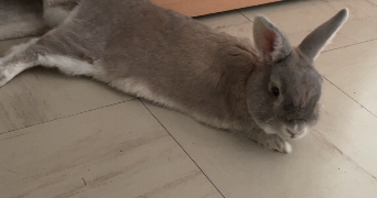 laura pet sitter à DRANCY 93700_6
