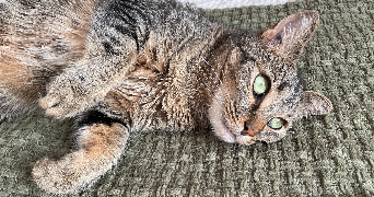 audrey pet sitter à MUNCHHOUSE 68740_3