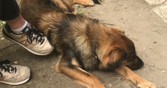 illiana pet sitter à LYON 09 69009_3