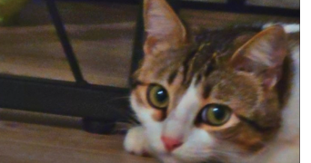 fina pet sitter à VILLENEUVE SUR LOT 47300_5