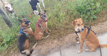 mattias pet sitter à LIBERCOURT 62820_3