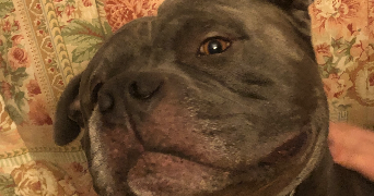 myriam  pet sitter à GIVORS 69700_4