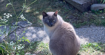 naïl pet sitter à BENNWIHR 68630_1